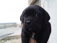 cuccioli di cane corso rustico